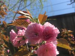 -卜蜂莲花(浦江城市生活广场店)