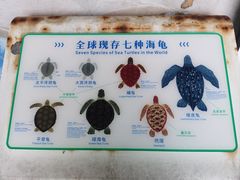 -广东惠东海龟国家级自然保护区
