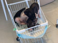 -怪兽屋·羊驼·猫咖·狗咖(俊华广场店)