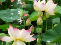 -成都市文化公园