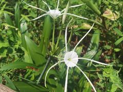 -西双版纳原始森林公园