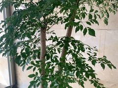 -青岛蓝海大饭店·爱琴海自助餐厅(崂山店)