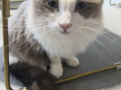 -飞行喵MR PILOT|猫舍·猫咖(静安大融城店)