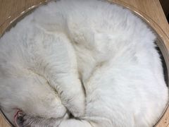 -飞行喵MR PILOT|猫舍·猫咖(静安大融城店)