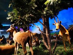 -国家自然博物馆