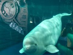 -秦皇岛乐岛海洋王国