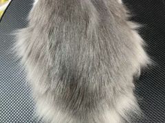 -唐小姐の私宠·宠物洗护美容·撸猫馆·购宠(周浦万达旗舰店)