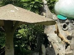 -深圳野生动物园