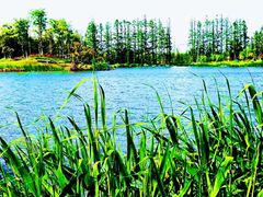 -上海长兴岛郊野公园