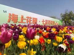 -杭州湾海上花田景区