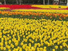 -大宁郁金香公园-停车场