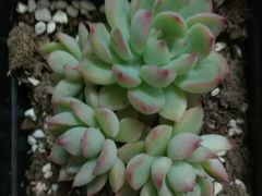 -双季花艺园艺市场(浦东店)