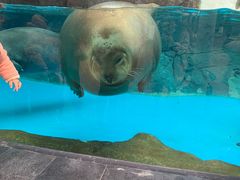 -海合安成都极地海洋公园