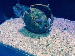 -芜湖新华联大白鲸海洋公园