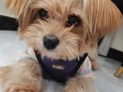 -伟伟宠物医院·CT影像中心·瑞派犬猫综合性门诊(汉口总院)