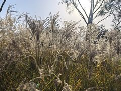 -汉长安城未央宫国家考古遗址公园