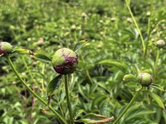 -黑龙江省森林植物园