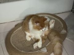 -纳吉亚猫专科动物医院·北北分院