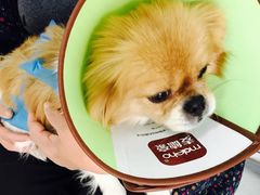 -瑞派福兴宠物医院犬猫全科·骨科·中西医结合(河东店)