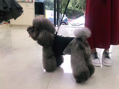 -安安宠物医院(情缘分院)