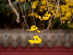 -青岛崂山太清宫