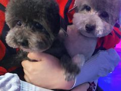 -FAELING PETS美天灵宠物(富力广场店)