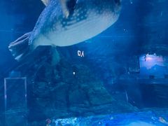 -烟台海昌鲸鲨海洋公园