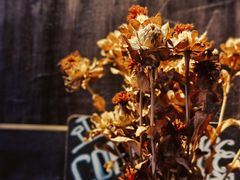 -旧雨咖啡·CoffeeFORU(黄村奥体店)