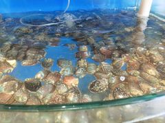 鲍鱼-蓝珊甄选海鲜自助·火锅大排档(近阿那亚店)