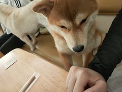 -柴の食堂·日式家庭料理·熊之肆(大学路店)