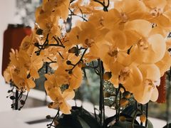 -上海佘山世茂艾美酒店