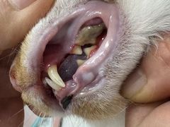 -恒幸动物医院·急重症转诊中心·神经内外科·CT核磁