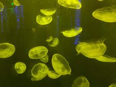 -锦艺城海洋馆