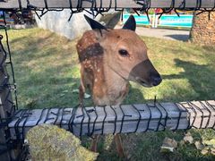 -北京鹿世界主题园