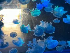 -海合安成都极地海洋公园