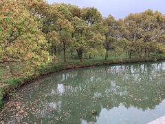 -广富林郊野公园