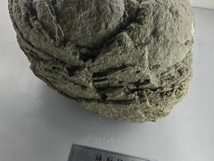 -中国地质大学逸夫博物馆