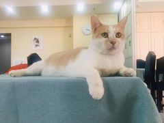 -鼓捣猫呢主题猫咖店