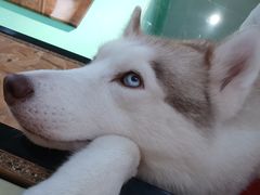 -Husky Go! 哈士奇体验馆·宠物咖啡厅狗咖