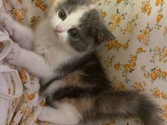 -帕帕拉兹宠物(亚洲旗舰店)