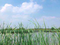 -西青郊野公园