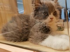 -屋虎猫馆(宝安大仟里店)