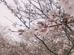 -顾村公园