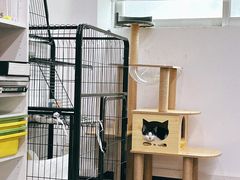 -创凡宠物医院·骨专科  猫科中心(西乡分院)