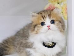 -lincat·猫舍(广州店)