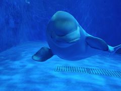 -多彩贵州城极地海洋世界