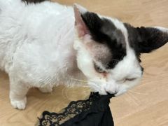 -有喵·猫咖·狗咖·30几只猫10只小狗(岗厦店)