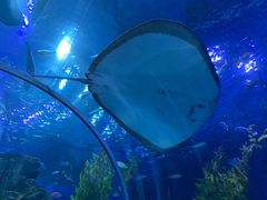 -芜湖新华联大白鲸海洋公园