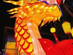 -淄博花灯齐彩城