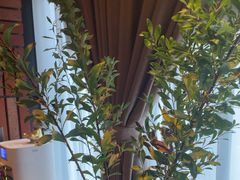 -泰合玺·精油疗愈SPA(狮山天街生活广场店)